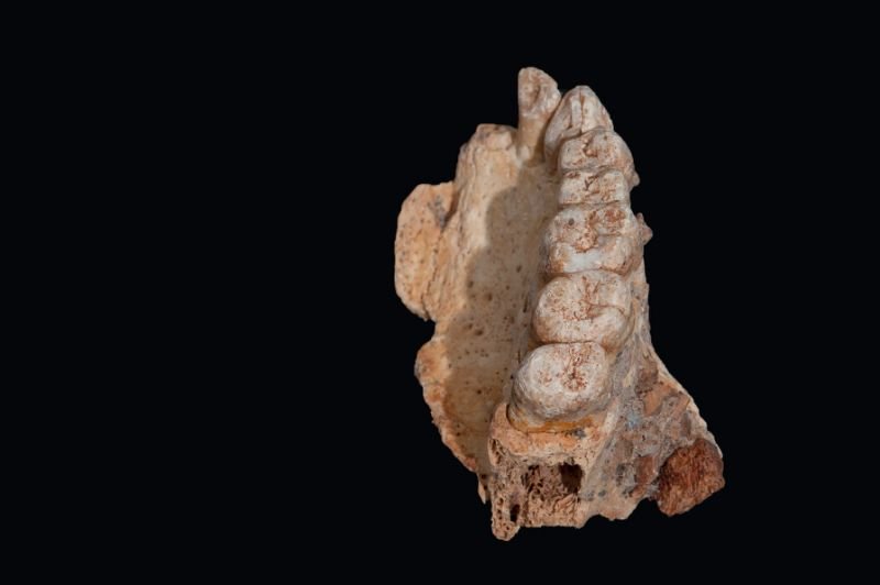 oldest human fossil outside africa dug up in israel