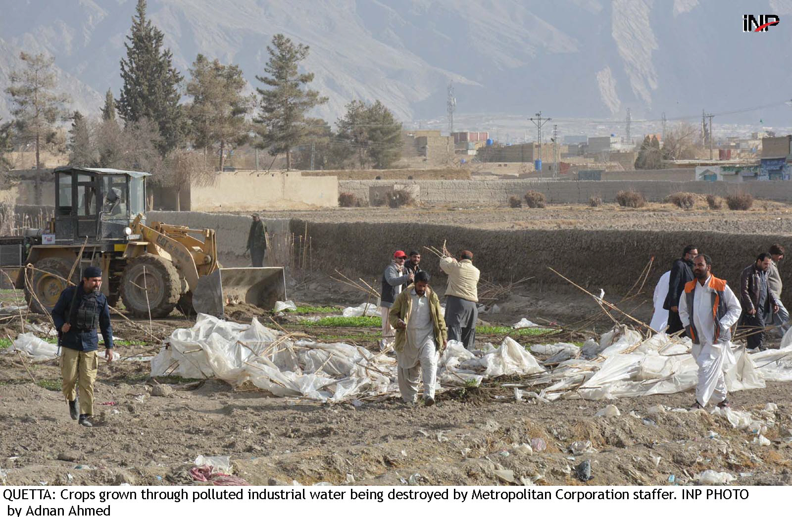 crops grown through sewage and polluted industrial water being destroyed by metropolitan corporation officials in quetta photo inp