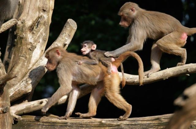 paris zoo to reopen after last truant baboons found