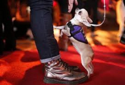 pet show brings animal lovers together pet show brings animal lovers together
