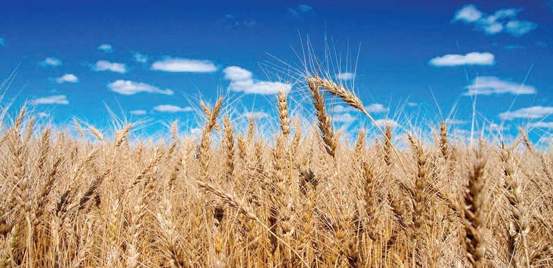 the timely sowing of wheat in 2016 17 resulted in a bumper crop of six million tons in sindh photo file