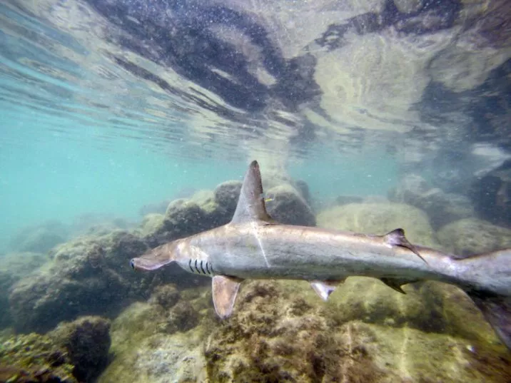 a baby hammerhead shark is released by a member of the galapagos national park research team photo afp a baby hammerhead shark is released by a member of the galapagos national park research team photo afp
