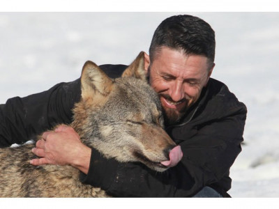 kosovo farmer names one of his wolves trump kosovo farmer names one of his wolves trump