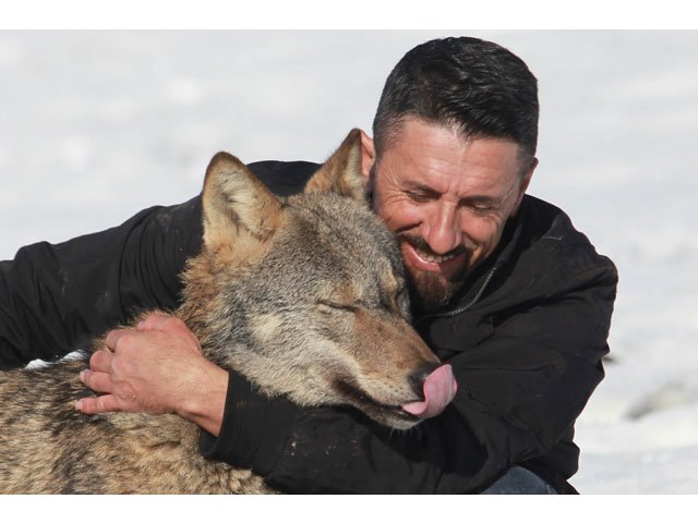 hysni rexha plays with his wolf trump in gjakova kosovo january 25 2018 picture taken january 25 2018 photo reuters