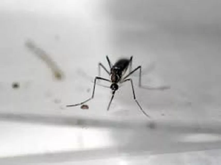 khyber pakhtunkhwa k p government faced the worst dengue virus outbreak last year photo file khyber pakhtunkhwa k p government faced the worst dengue virus outbreak last year photo file