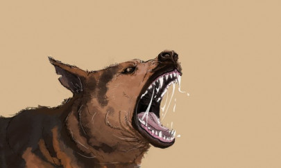 the mad dog disease the mad dog disease