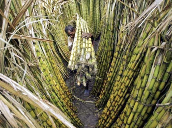 low sugarcane price worries na committee