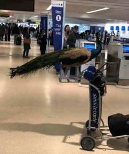 peacock barred from boarding us flight