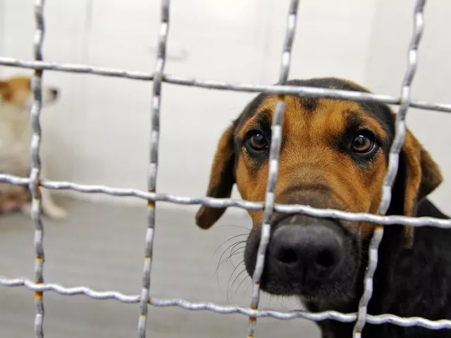 dog who bit two men killed photo afp file
