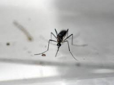 dengue season order issued to clean nullah leh