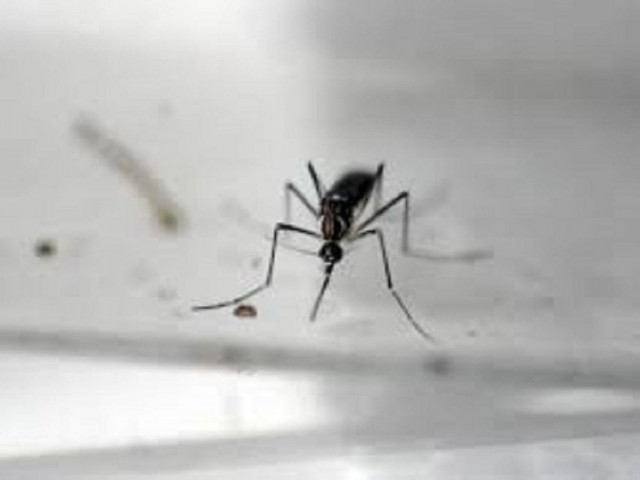 rawalpindi to be sanitized from dengue virus photo file rawalpindi to be sanitized from dengue virus photo file