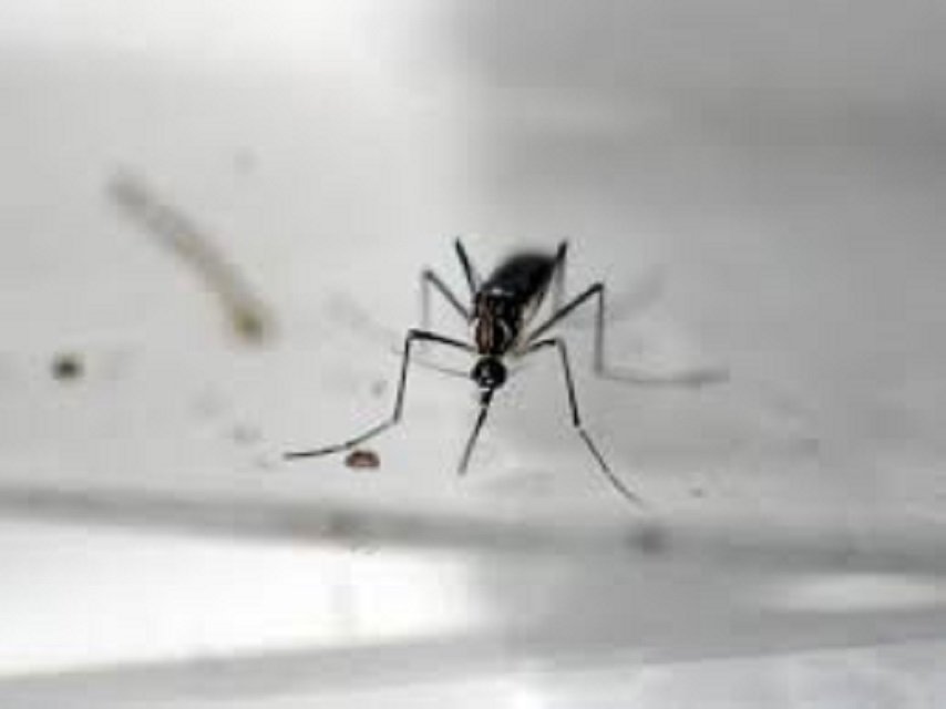 rawalpindi to be sanitized from dengue virus photo file