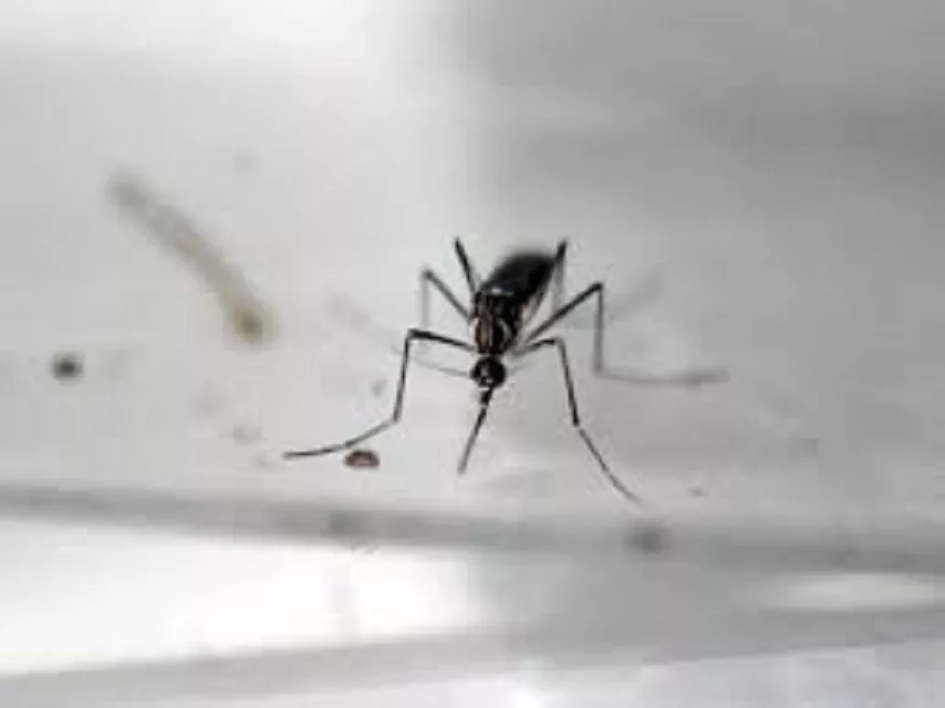 rawalpindi to be sanitized from dengue virus photo file rawalpindi to be sanitized from dengue virus photo file