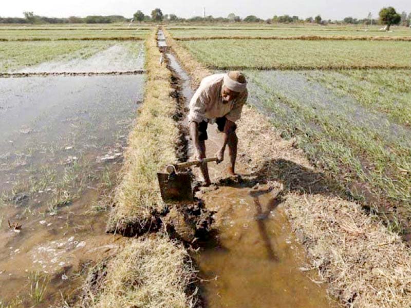 it was proposed that instead of applying piu the market rate or deputy collector rate should be adopted as a criterion for granting loans to the agriculture sector photo reuters