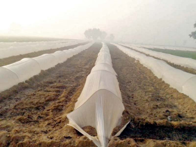 for better yield tunnel farming best to grow off season vegetables say agriculture experts for better yield tunnel farming best to grow off season vegetables say agriculture experts