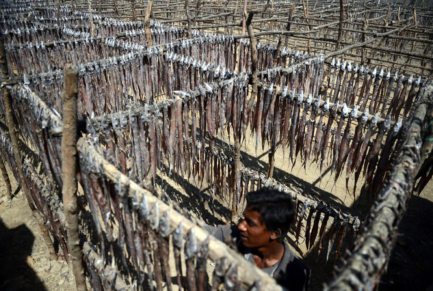 first batch of pakistani seafood arrives in urumqi xinjiang photo afp