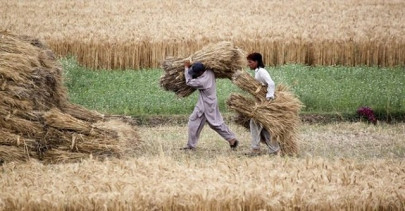 pakistan s wheat farmers saved by timely weather forecast pakistan s wheat farmers saved by timely weather forecast