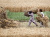 sindh to start urea subsidy payments for wheat farmers from feb 2 sindh to start urea subsidy payments for wheat farmers from feb 2