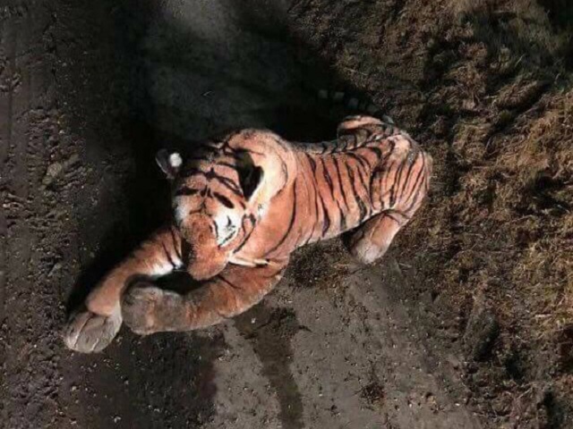 cops realised tiger is just a stuffed toy after 45 minute standoff