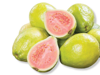officials devise plan to promote guava cultivation