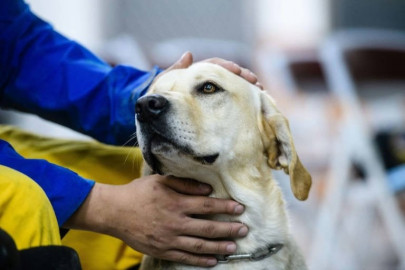 hero labrador sniffs out survivor in taiwan quake wreckage hero labrador sniffs out survivor in taiwan quake wreckage