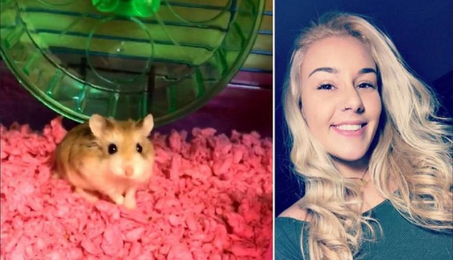 belen aldecosea and her pet hamster pebbles photo miami herald belen aldecosea and her pet hamster pebbles photo miami herald