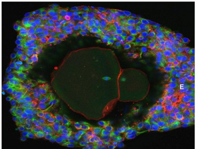 scientists grow human eggs to full maturity in a lab scientists grow human eggs to full maturity in a lab