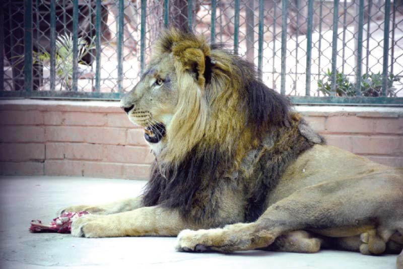the lions have been brought from lahore safari park under exchange of birds and animals program photo express