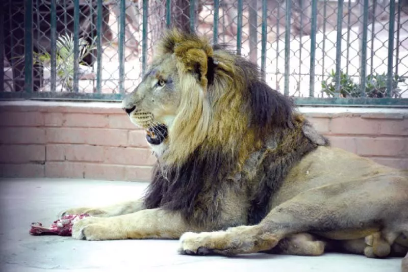 the lions have been brought from lahore safari park under exchange of birds and animals program photo express the lions have been brought from lahore safari park under exchange of birds and animals program photo express