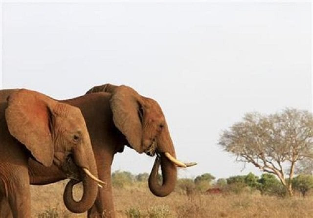 four elephants were killed photo reuters four elephants were killed photo reuters