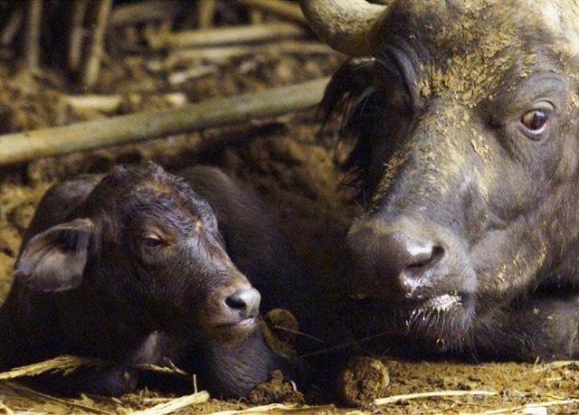 various measures have been taken to promote buffalo farming photo reuters