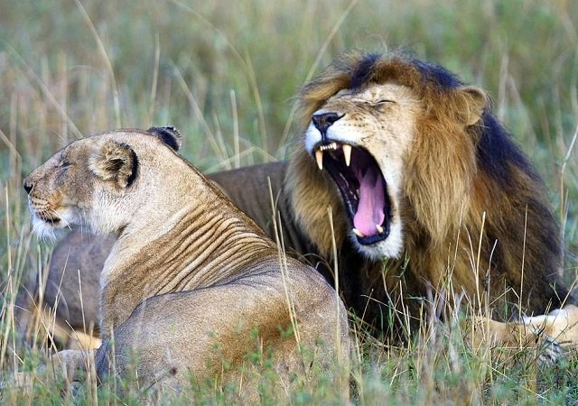 it is thought the man was hunting lions when they mauled him to death photo afp