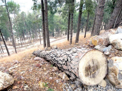 deforestation could prove fatal for humans crops