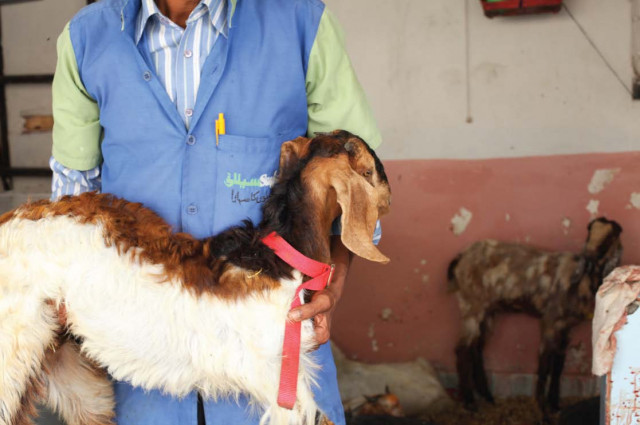 the saylani welfare trust slaughters up to 100 goats a day mutton is mostly used by the other charities as well photo nefer sehgal express the saylani welfare trust slaughters up to 100 goats a day mutton is mostly used by the other charities as well photo nefer sehgal express