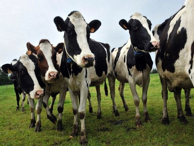 the three year old red limousin made her escape bid in december as she was about to be taken to the abattoir photo afp