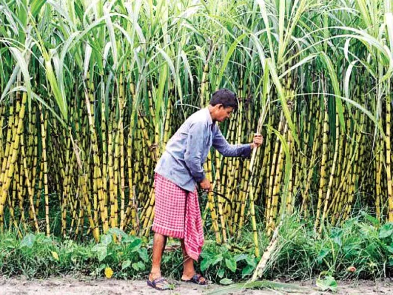 the summary came as a surprise for the cabinet members who noted that almost all key stakeholders had supported the mechanism that called for printing the sugarcane purchase price and quantity on the cash receipt photo reuters the summary came as a surprise for the cabinet members who noted that almost all key stakeholders had supported the mechanism that called for printing the sugarcane purchase price and quantity on the cash receipt photo reuters