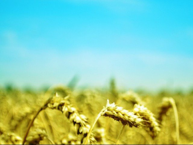 use of outdated methods in agriculture are aggravating woes of farming community photo express use of outdated methods in agriculture are aggravating woes of farming community photo express