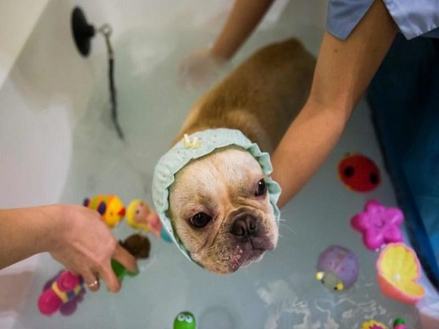 a french bulldog named bao gets a bath while staff put bath toys into the water during a spa treatment session at a pet groomer in hong kong photo afp