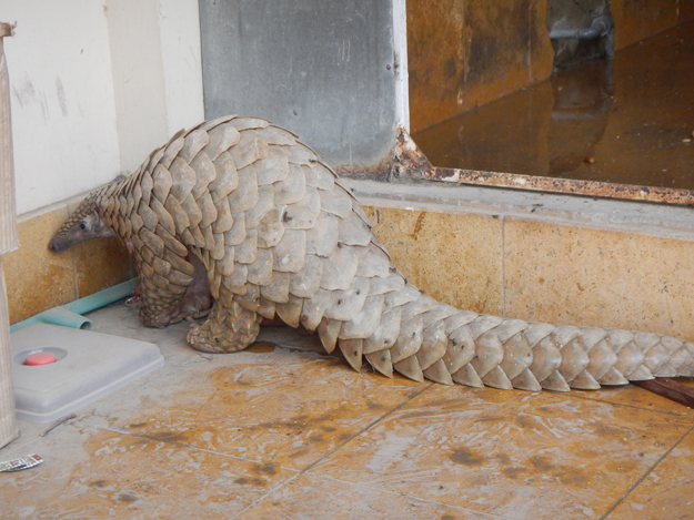 of the eight species of pangolins the indian pangolin manis crassudata is found in pakistan photo courtesy wwf pakistan