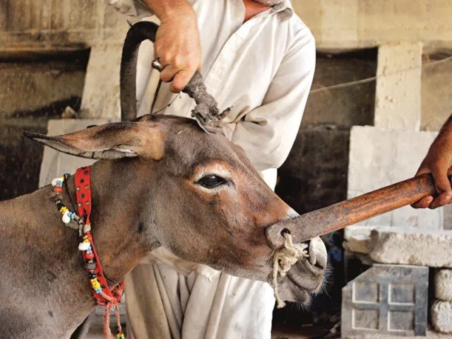 animal cruelty goes unchecked in south punjab photo file animal cruelty goes unchecked in south punjab photo file