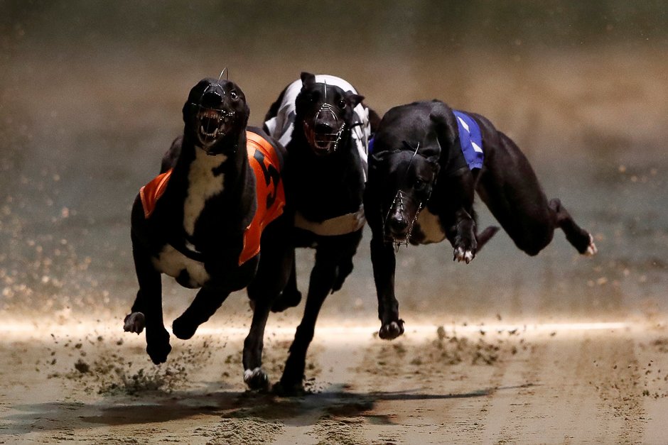 100 greyhounds participated in the competition photo reuters