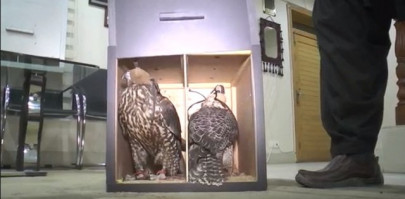 four falcons seized in smuggling attempt at quetta airport