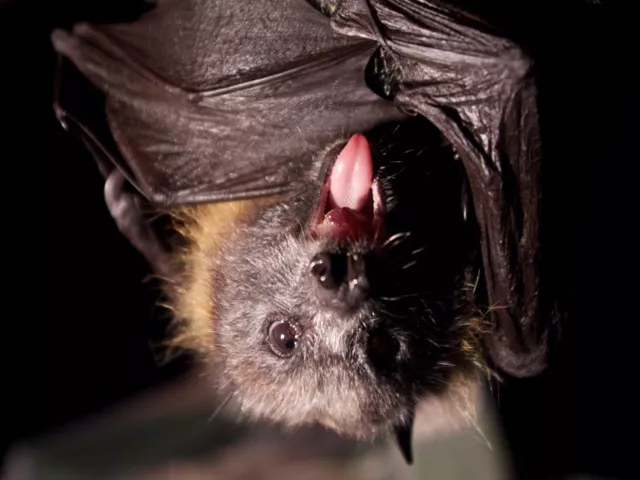 a species of vampire bat thought to feed only on birds has been caught snacking on human blood as disruption of its habitat in brazil is leading it to change its diet photo reuters file a species of vampire bat thought to feed only on birds has been caught snacking on human blood as disruption of its habitat in brazil is leading it to change its diet photo reuters file