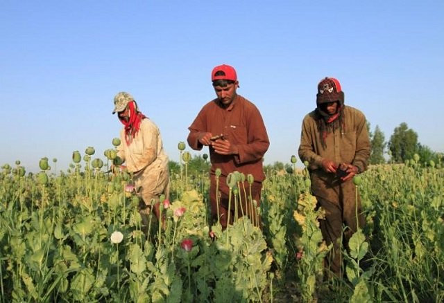 afghan men gather raw opium on a poppy field on the outskirts of jalalabad in this file photo photo reuters afghan men gather raw opium on a poppy field on the outskirts of jalalabad in this file photo photo reuters