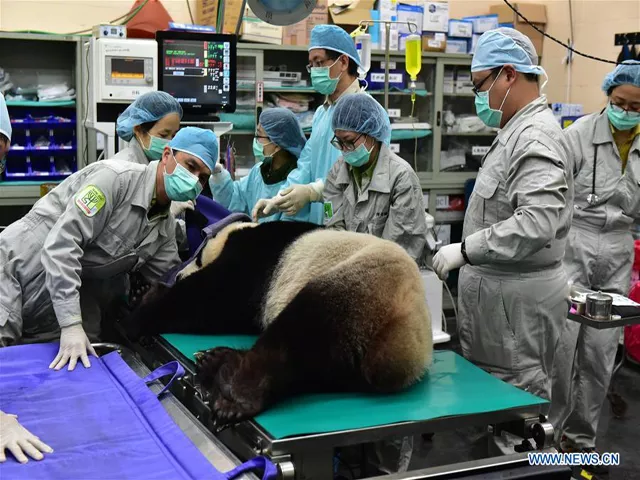 veterinarians of taipei zoo check a giant panda before artificial insemination in taipei southeast china 039 s photo courtesy xinhua veterinarians of taipei zoo check a giant panda before artificial insemination in taipei southeast china 039 s photo courtesy xinhua