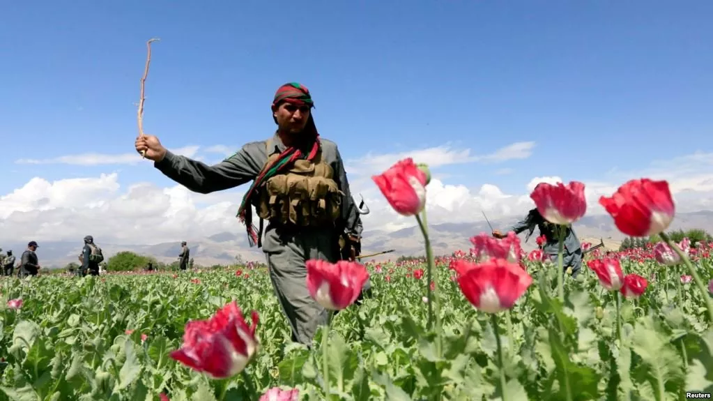 an afghan policeman destroys poppies during a campaign against the illegal narcotic crop photo reuters an afghan policeman destroys poppies during a campaign against the illegal narcotic crop photo reuters