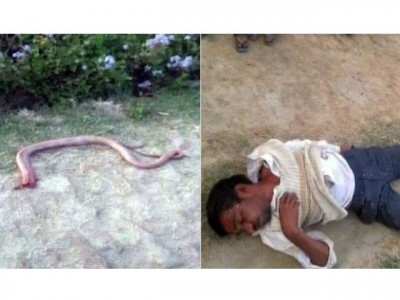 farmer bites off snake s head for revenge in india