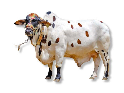 model cattle market on the cards in multan model cattle market on the cards in multan