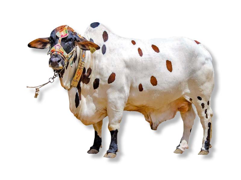 punjab government has approved the pc 1 for the biggest model cattle market of south punjab photo file