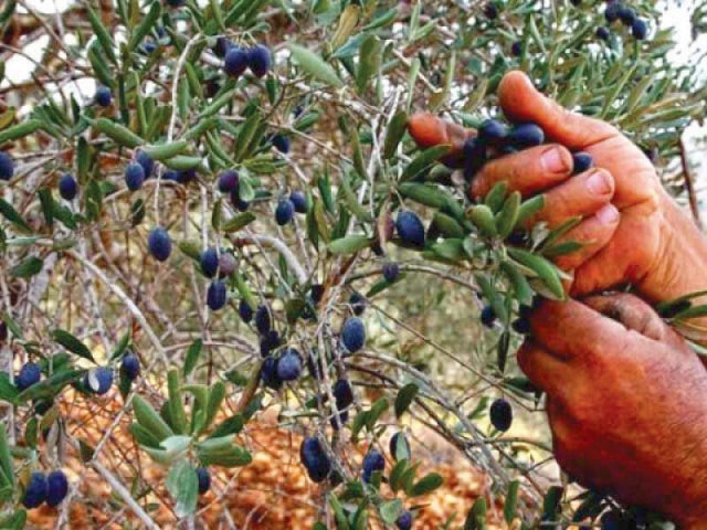 key issues in the scheduled april 5 meeting included the import of substandard olive trees by the pakistan agricultural research council photo file